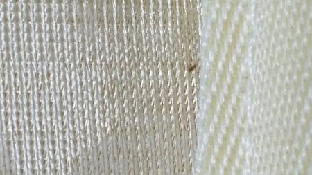 席梦思上好多这种虫子,是什么虫子?