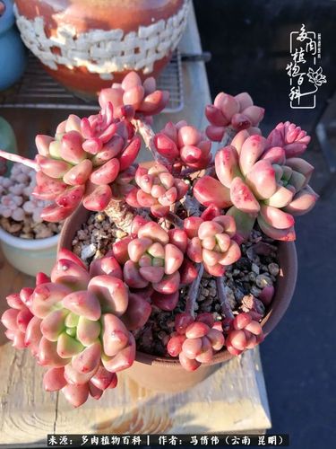 香奈儿,是我所有肉肉中最嫌弃的一颗,有人接手甚是欣慰.