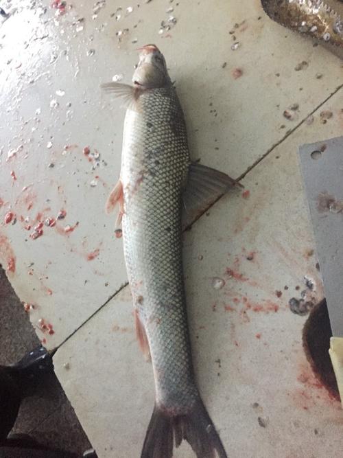 生长在洪泽湖的一种鱼,无小刺,嘴巴上有胡须,重量0.