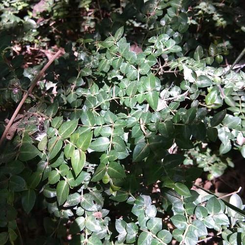 现挖中草药新鲜虎刺绣花针伏牛花黄脚鸡鸟不500克其他药食同源食品