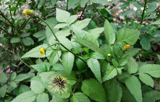 难怪过去在农村做事时,见那边的人只要一见到鬼针草,就从嫩苗时采摘起