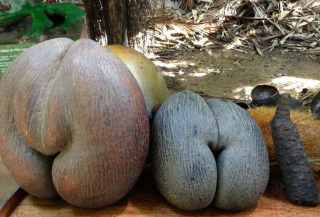 流氓让人脸红的海椰子长相居然和女性部位相似不正经