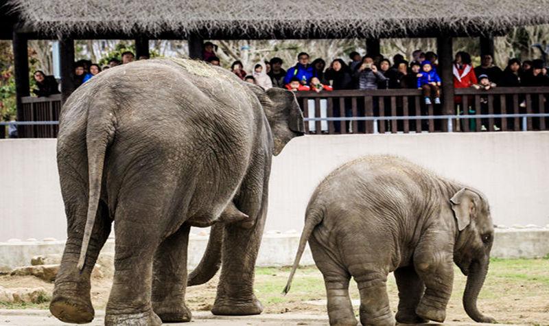 江苏 苏州市上方山森林动物世界 门票
