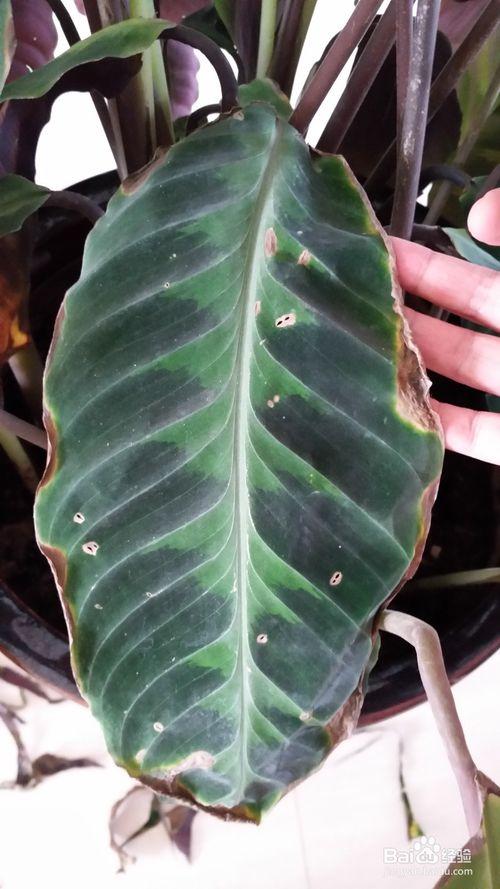 天鹅绒竹芋叶边干枯的处理