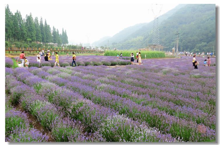龙溪香谷. 薰衣花园