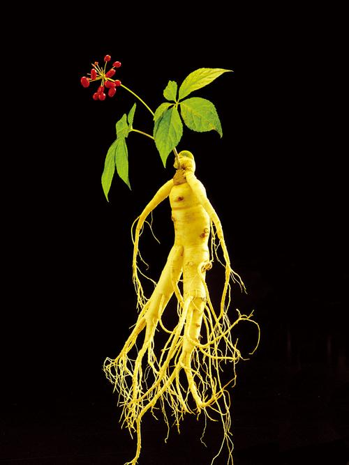 关键词:人参,人参图片素材,人参图片下载,人参,药材,中草药,人参花