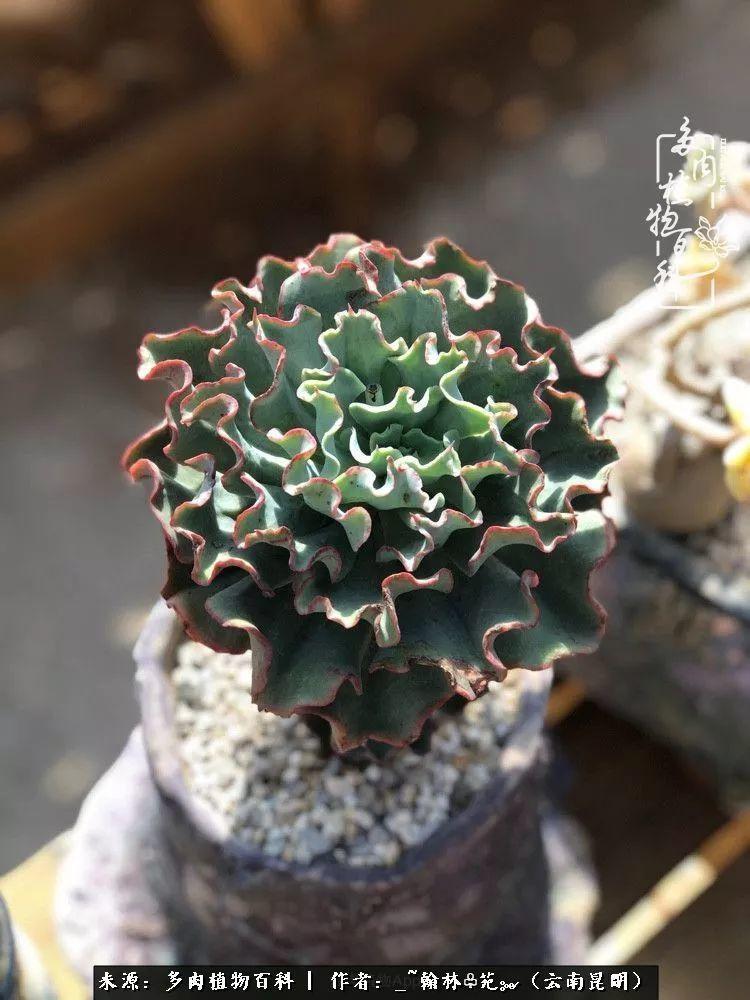 你现在养多肉的状态是怎样的?对它们是否热情依旧?
