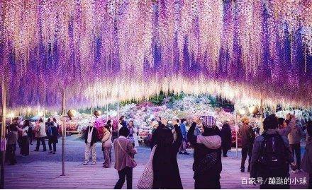 600岁巨型紫藤花居然全部剪掉,你童话世界破碎了