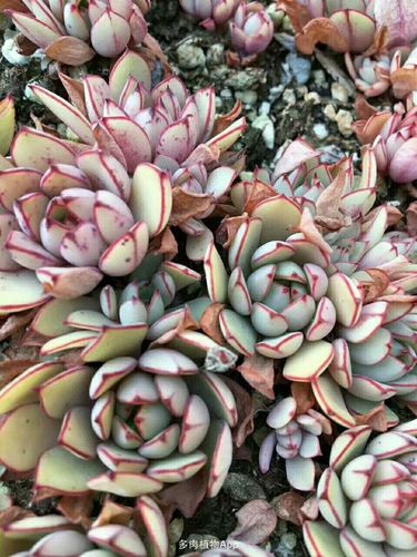 家有鲜肉                  灰姑娘