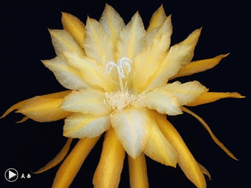 昙花一现为君开