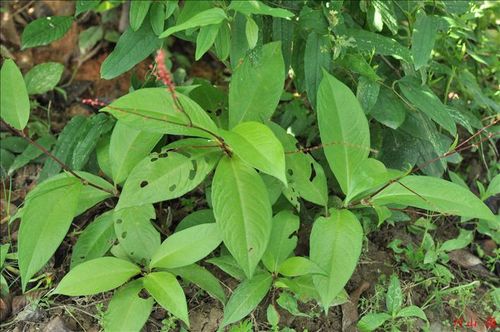 科名:蓼科polygonaceae 【别名】毛蓼,山蓼,一串红,铁拳头,红花铁菱角