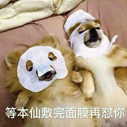 汪星人表情包单身狗也敷面膜啦