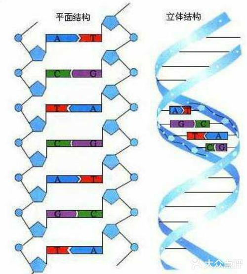 dna-rna双链断裂,有几率形成新的rna