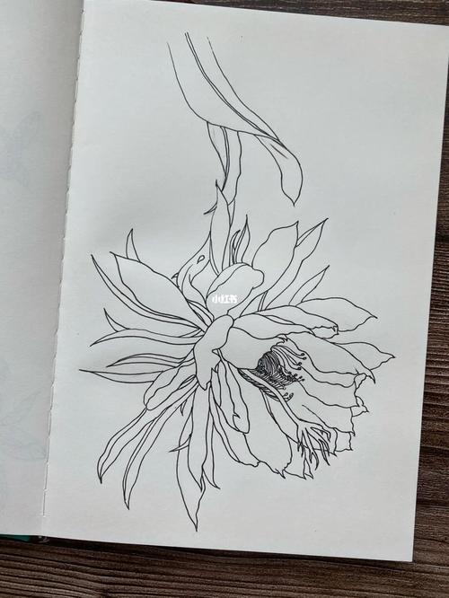 钢笔画-昙花一现