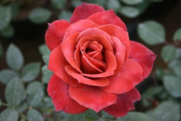 【转载】专家推荐的精品月季(朱红色系)