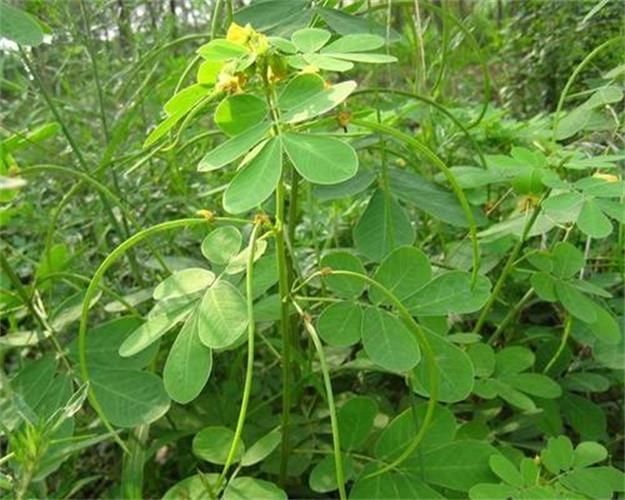 决明子种子新采草决明种子马蹄决明籽精选野生中药材籽中草药种苗