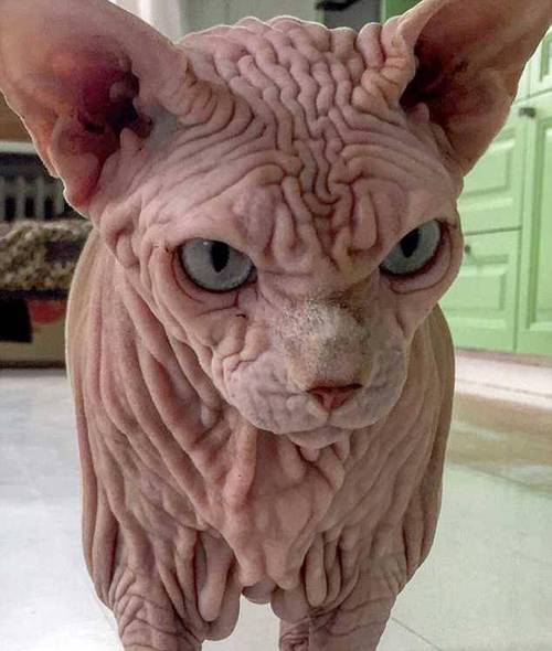 世界上最丑的猫!因全身长满皱纹而风靡网络,如今拥有5000名粉丝