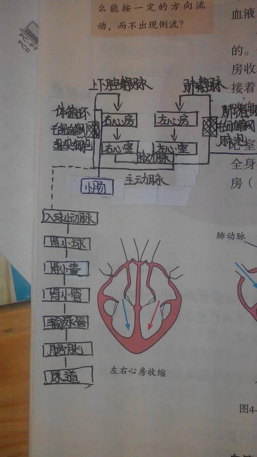 追问 那肾静脉会汇入哪里继续进行心脏的血液循环呢?