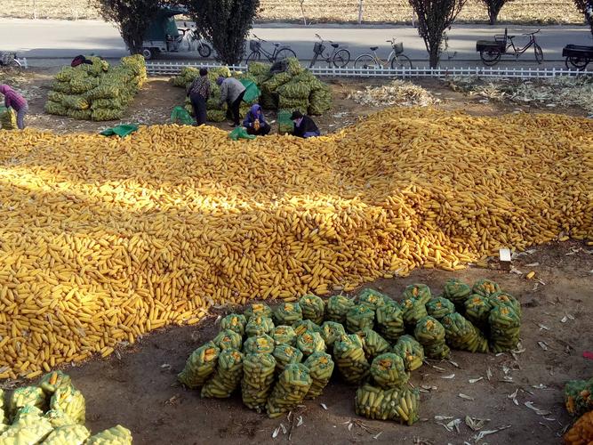 大量玉米出售,价格合理,粒大饱满,精品好玉米