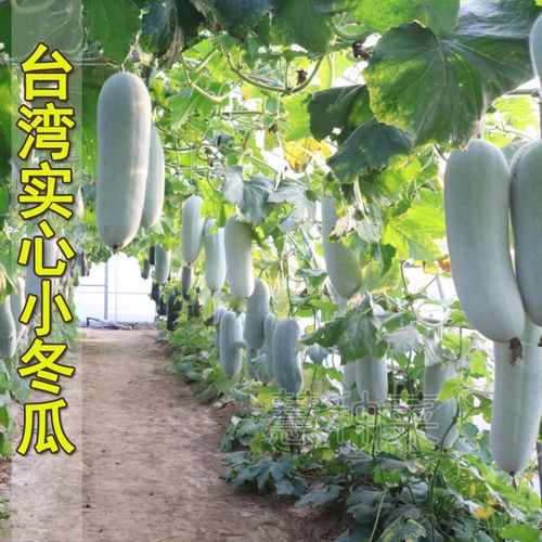 实心小冬瓜种子台湾白皮冬瓜食用脆嫩蔬菜种植家庭盆栽四季蔬菜