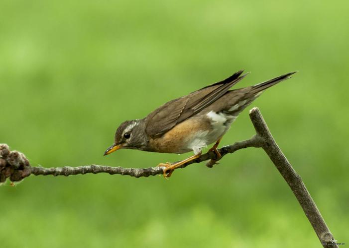 白眉鸫的生活习性