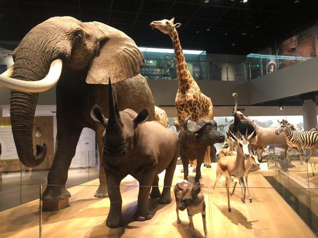 安吉有了自然博物馆