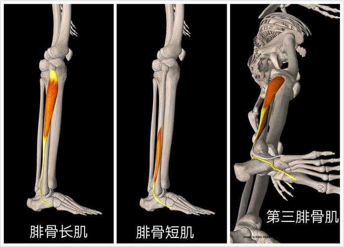 第三腓骨肌:百分之七/八的人没有这个肌肉.