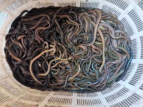 四川民辉水产养殖