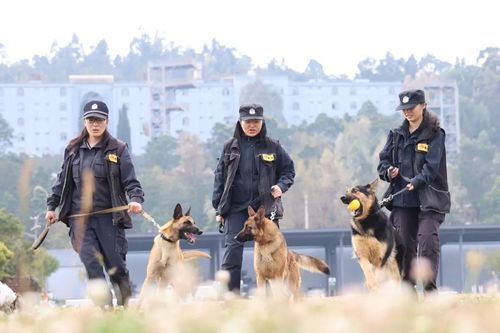 警花与警犬