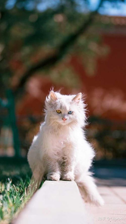 故宫的猫,自带气场