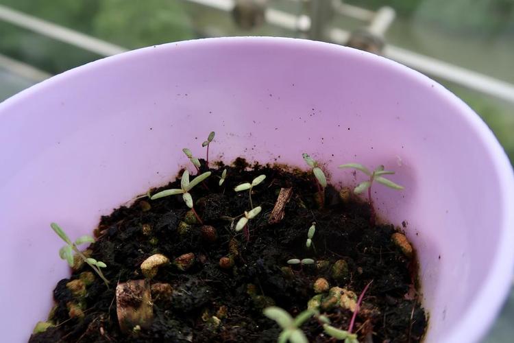 从种子到开花的波斯菊