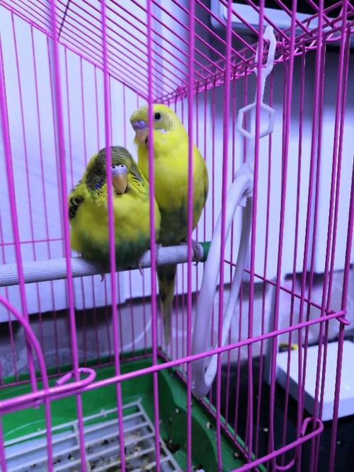 大家帮我看看这只母虎皮鹦鹉是不是怀孕了?还是生病了