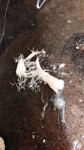 鱿鱼体内白色条状物是什么?