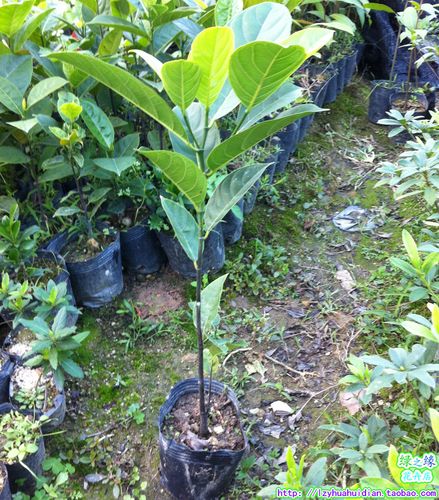 正宗南方菠萝蜜树苗 木菠萝苗 盆栽果树 马来西亚树菠萝苗