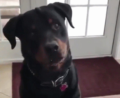 ",我们动图来看一下然而当主人拿出一颗青菜时,这狗子直接摇起狗头