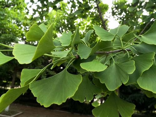 簇生叶:多数叶子簇生于短枝上,如银杏,雪松等短枝上的叶.