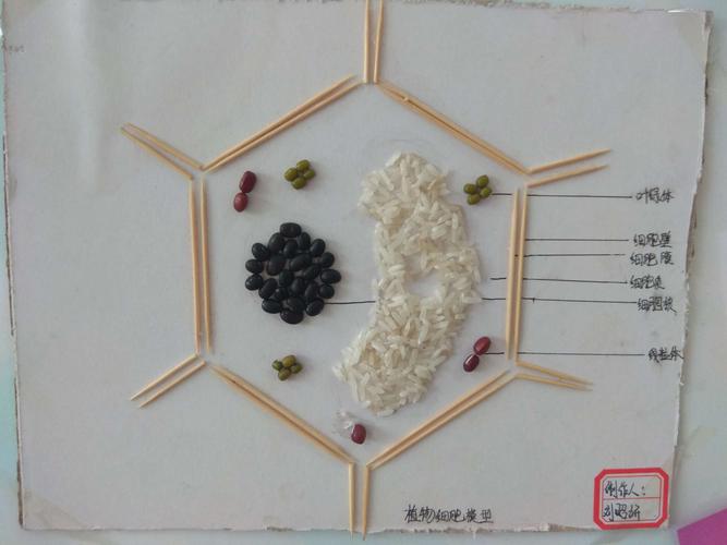 麓外六大节|科技节之生物篇(二):生物模型制作