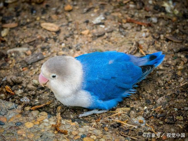 萌宠养成:牡丹鹦鹉如何手养?做好这几点它将与你形影