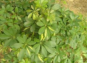 harms    【别名】 手树,鸭脚木,小叶伞树,矮伞树,舍夫勒氏木.