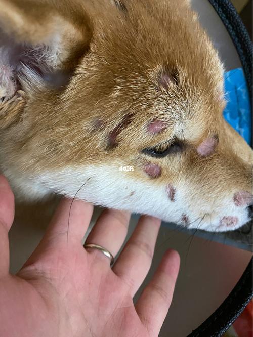 狗狗真菌感染 后四张图慎点_狗狗_软膏_药膏_葡萄糖_真菌感染_宠物_狗