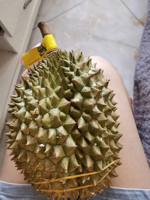 青尼榴莲_榴莲_西瓜_泰国_美食_美食展示_食材展示