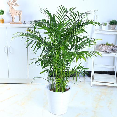 购客散尾葵凤尾竹室内盆景客厅大型绿植盆栽椰子夏威夷花卉植物吸甲醛