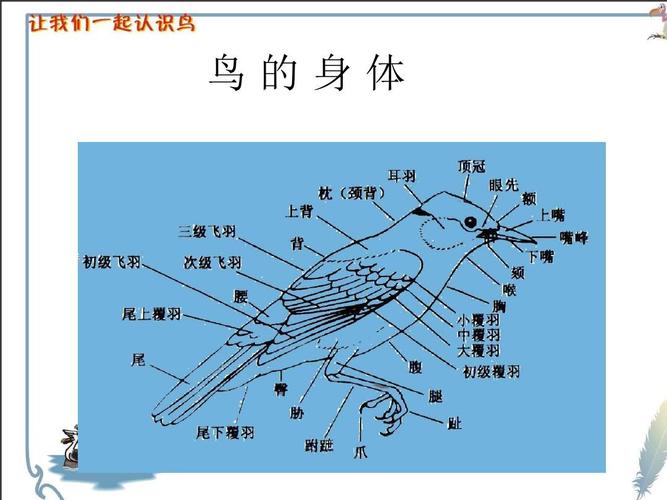鸟类身体结构ppt
