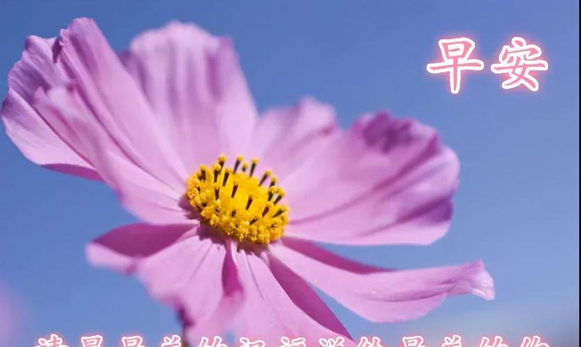 早上好唯美祝福壁纸图片带字,感悟人生的早安哲理句子