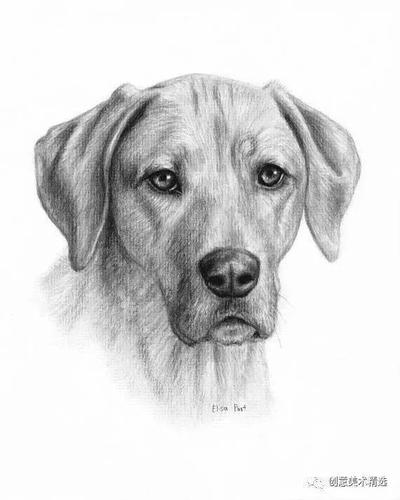 素描临摹素材15张细腻可爱的动物
