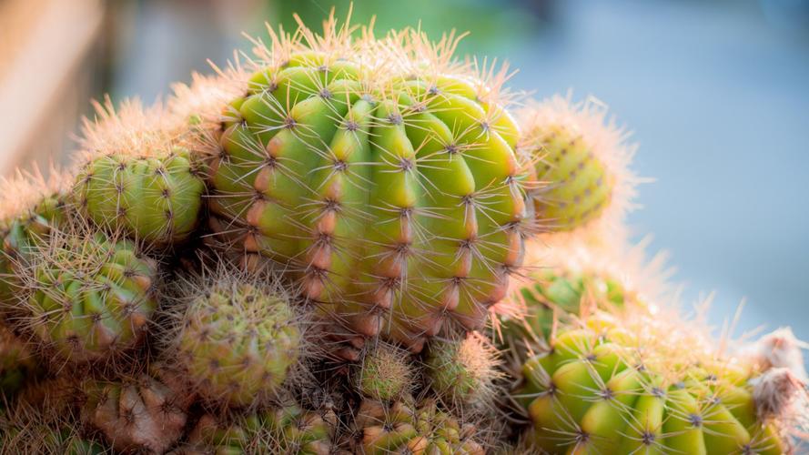 带刺的仙人掌图片大全211