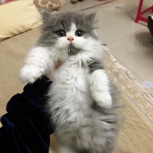 我的蓝白长毛弟弟找家长