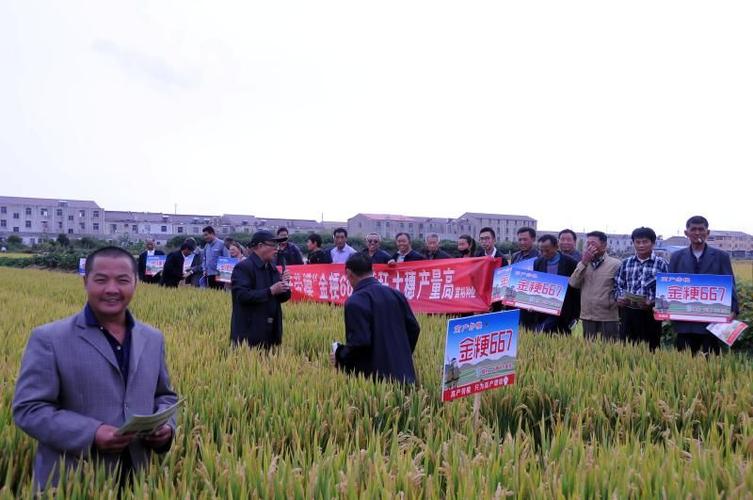 《金粳667 丰收有保障》江苏滨海富裕种业有限公司总经理王立新向您