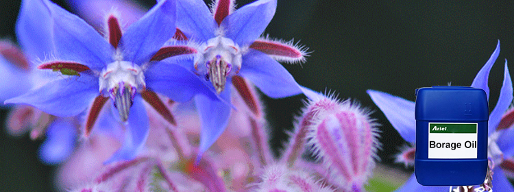 1) product name: borage oil  2)botanical name: borago
