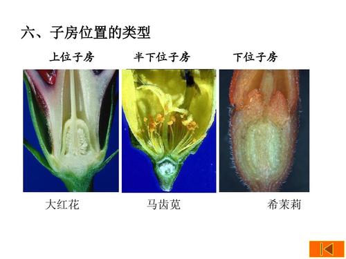六,子房位置的类型 上位子房 半下位子房 下位子房 大红花 马齿苋 希